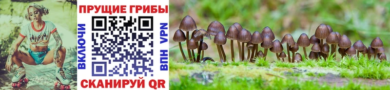 Псилоцибиновые грибы Psilocybine cubensis Барнаул